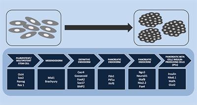 Insulin-Producing Cell Transplantation Platform for Veterinary Practice